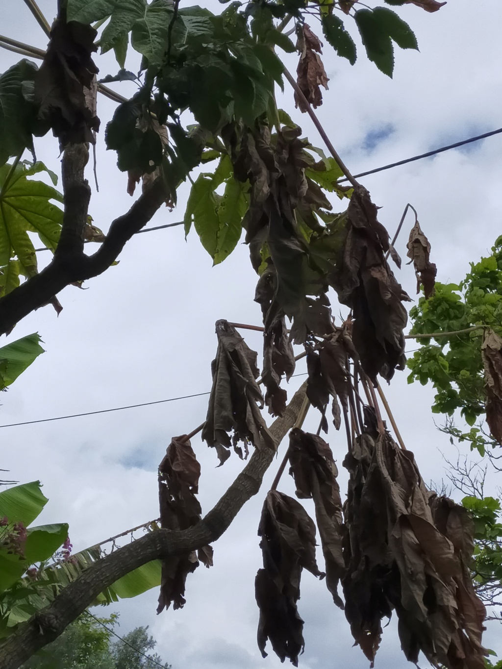 Michou. notre Tetrapanax Papyrifera, vieux de 24 ans, culminant à 6 mètres à des feuilles qui sont grillées ????? Img27653