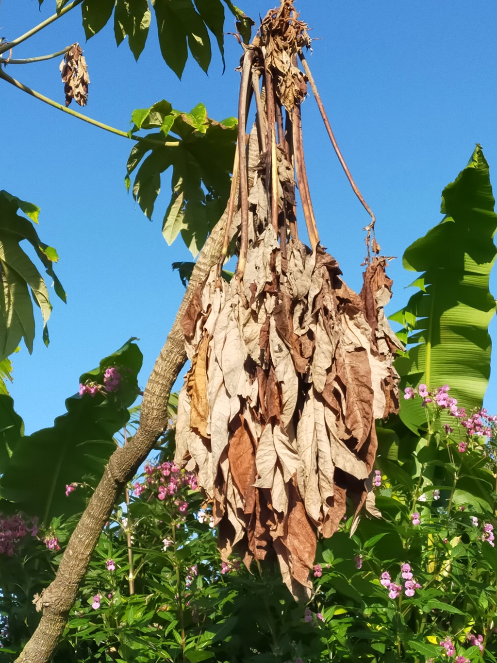 Michou. notre Tetrapanax Papyrifera, vieux de 24 ans, culminant à 6 mètres à des feuilles qui sont grillées ????? Img27655