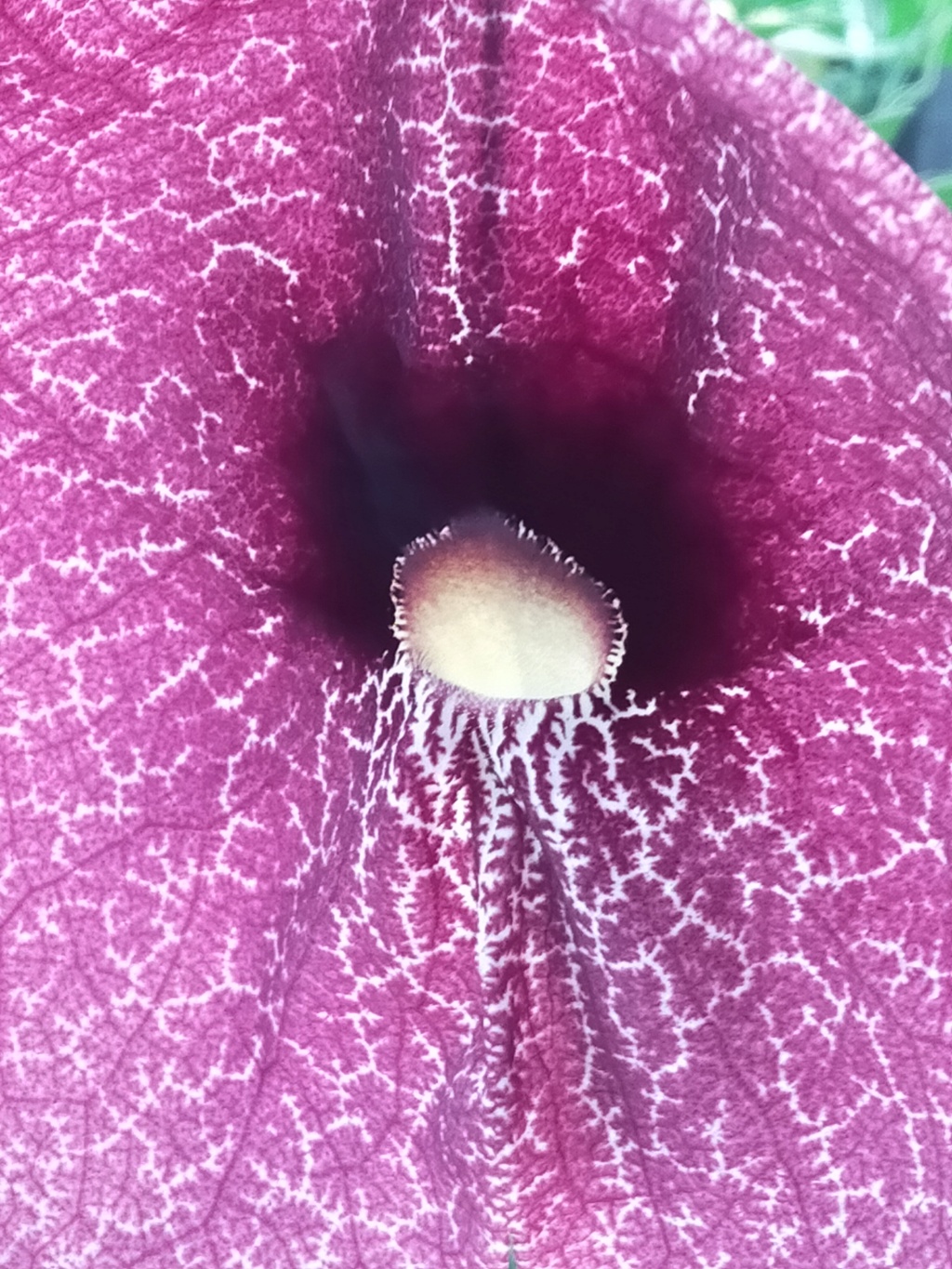 Aristolochia gigantea - Page 5 Img27677