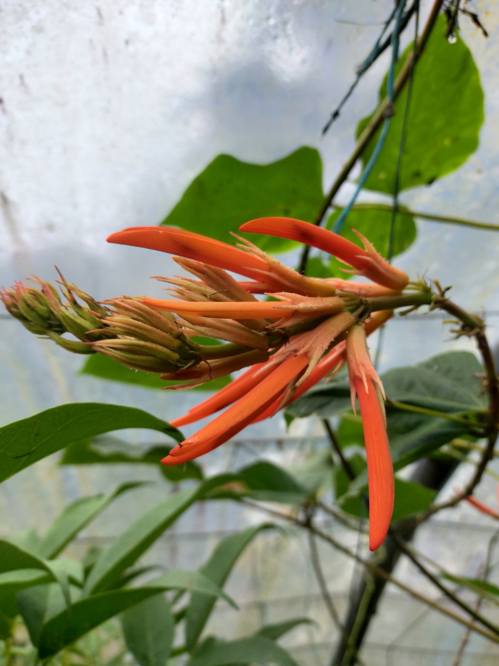 Folie de quatre Erythrina en fleurs en octobre, dans le jardin de Michou.. Img27895