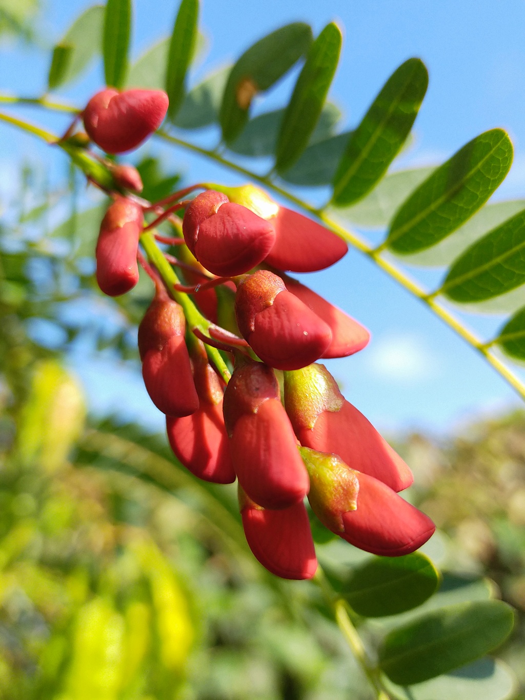 Folie de quatre Erythrina en fleurs en octobre, dans le jardin de Michou.. Img27912