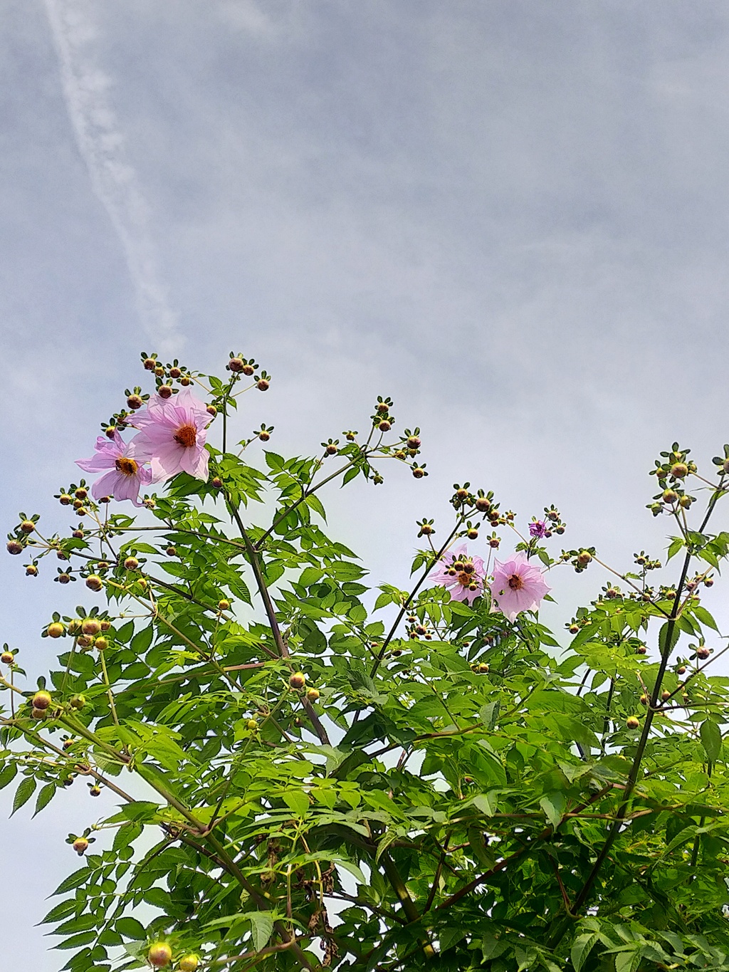 Dahlia imperialis - Page 13 Img28063