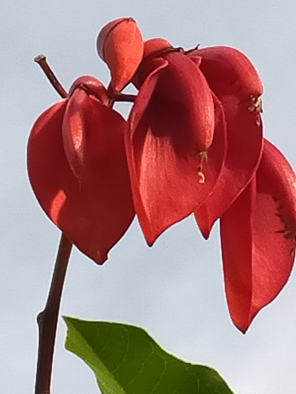 Folie de quatre Erythrina en fleurs en novembre, dans le jardin de Michou.. Img28076