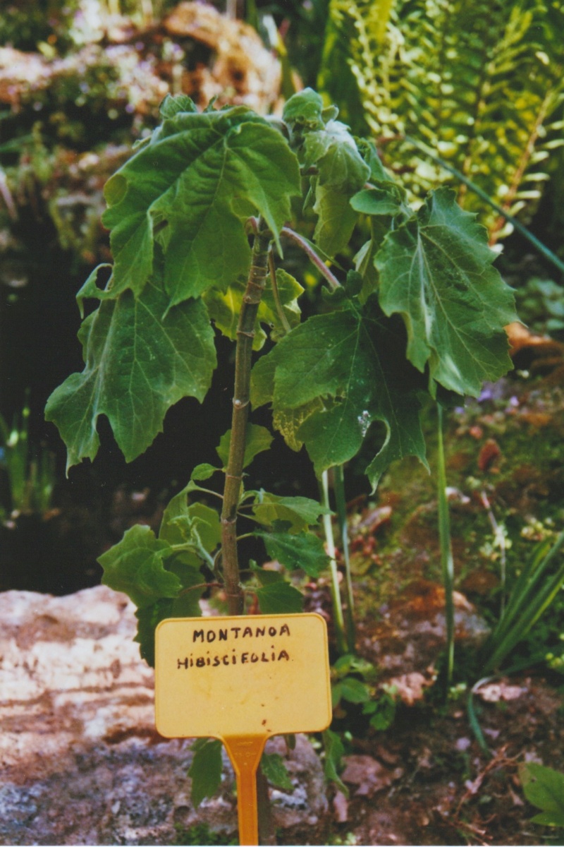 Montanoa hibiscifolia - arbre à marguerites Numzo114