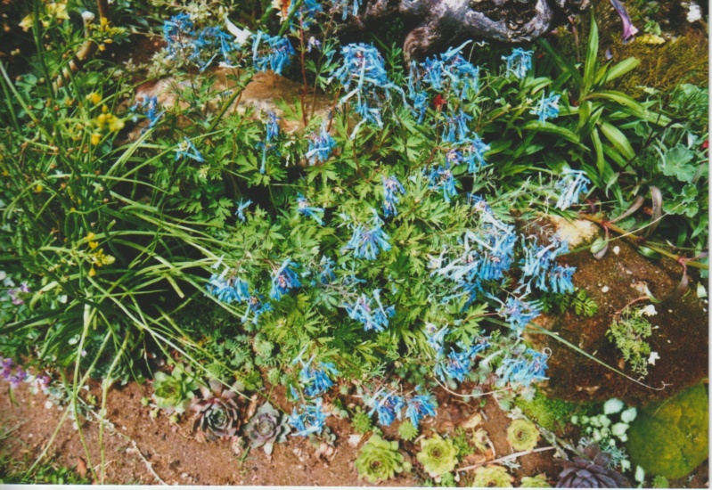 Corydalis flexuosa et hybrides Numzo143