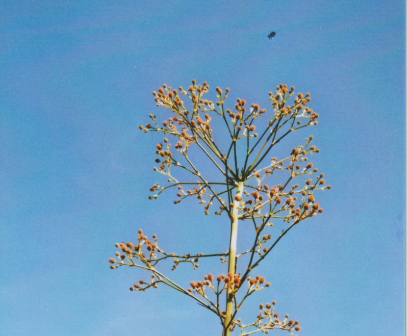 Eryngium agavifolium [devinette] Numzo211
