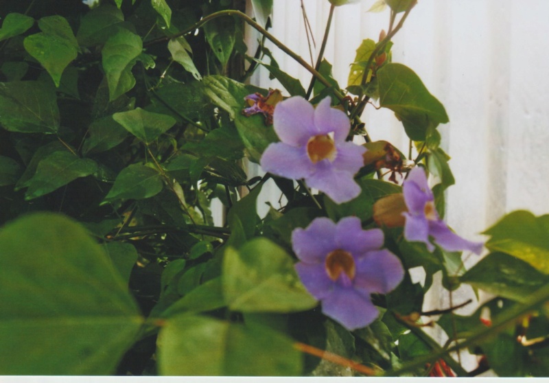 Thunbergia grandiflora 'Augusta Blue' - trompette du Bengale Numzo238