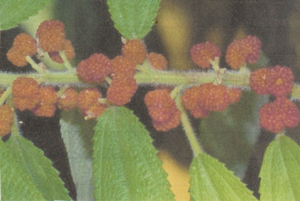 Debregeasia longifolia - orange sauvage Numzo262