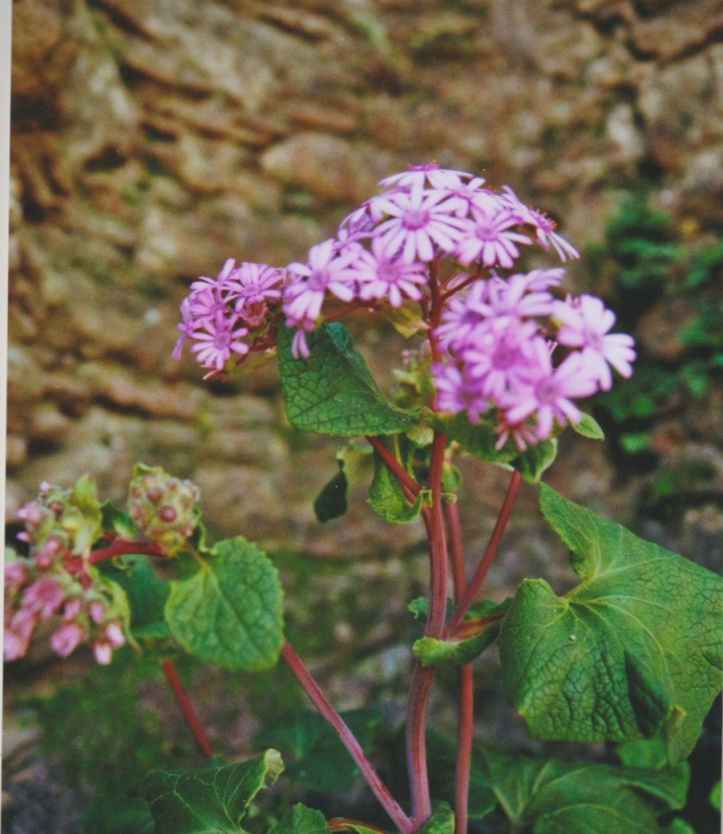 Pericallis webbii (syn: Senecio webbii) - Fleur de mai Numzo292