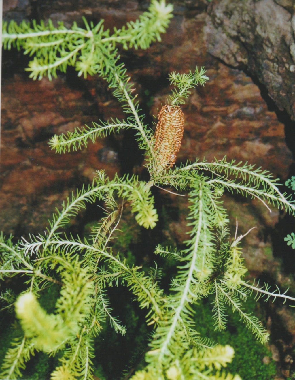 Banksia ericifolia - banksia à feuille de bruyère Numzo295