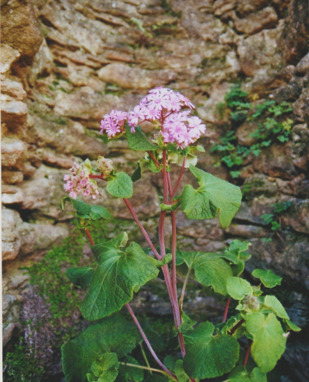 Michou - un jardin de curiosités et de botanique de Marie-Jo et de Michel " 44 " - Page 6 Numzo327