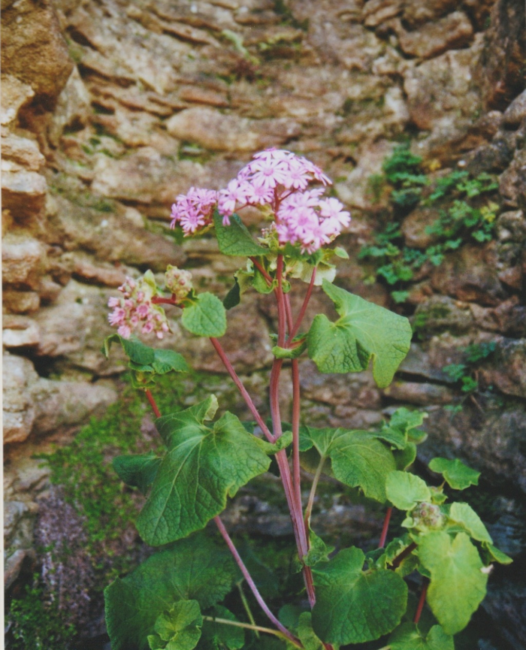 Michou - un jardin de curiosités et de botanique de Marie-Jo et de Michel " 44 "     - Page 6 Numzo327