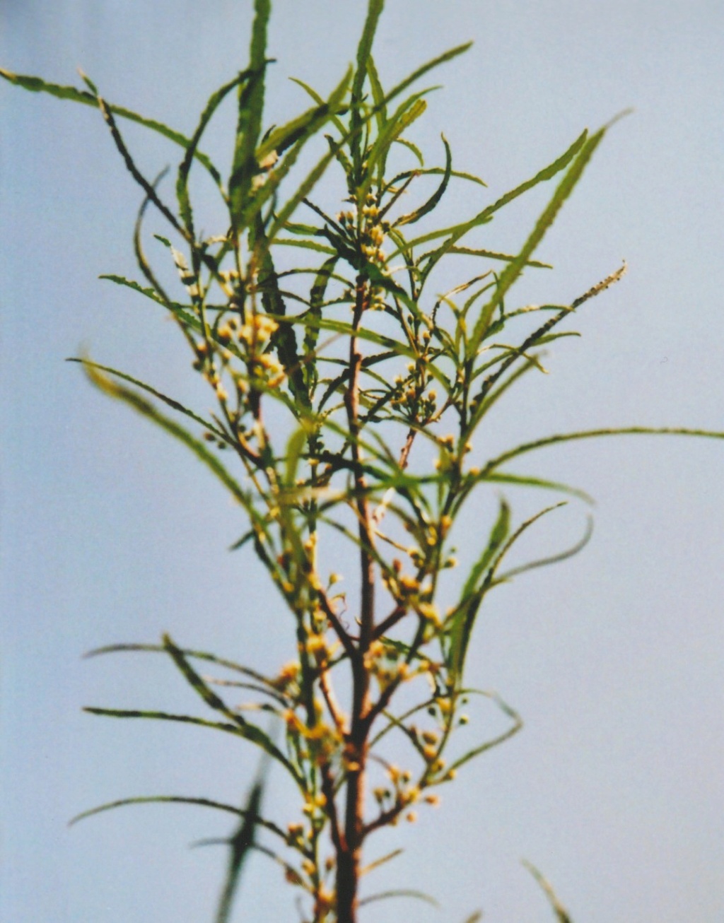 Frangula alnus 'Fine Line' (= Rhamnus frangula) Numzo369