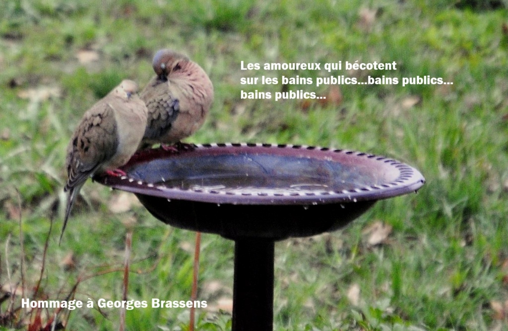 Hommage à Georges Brassens Tourte11