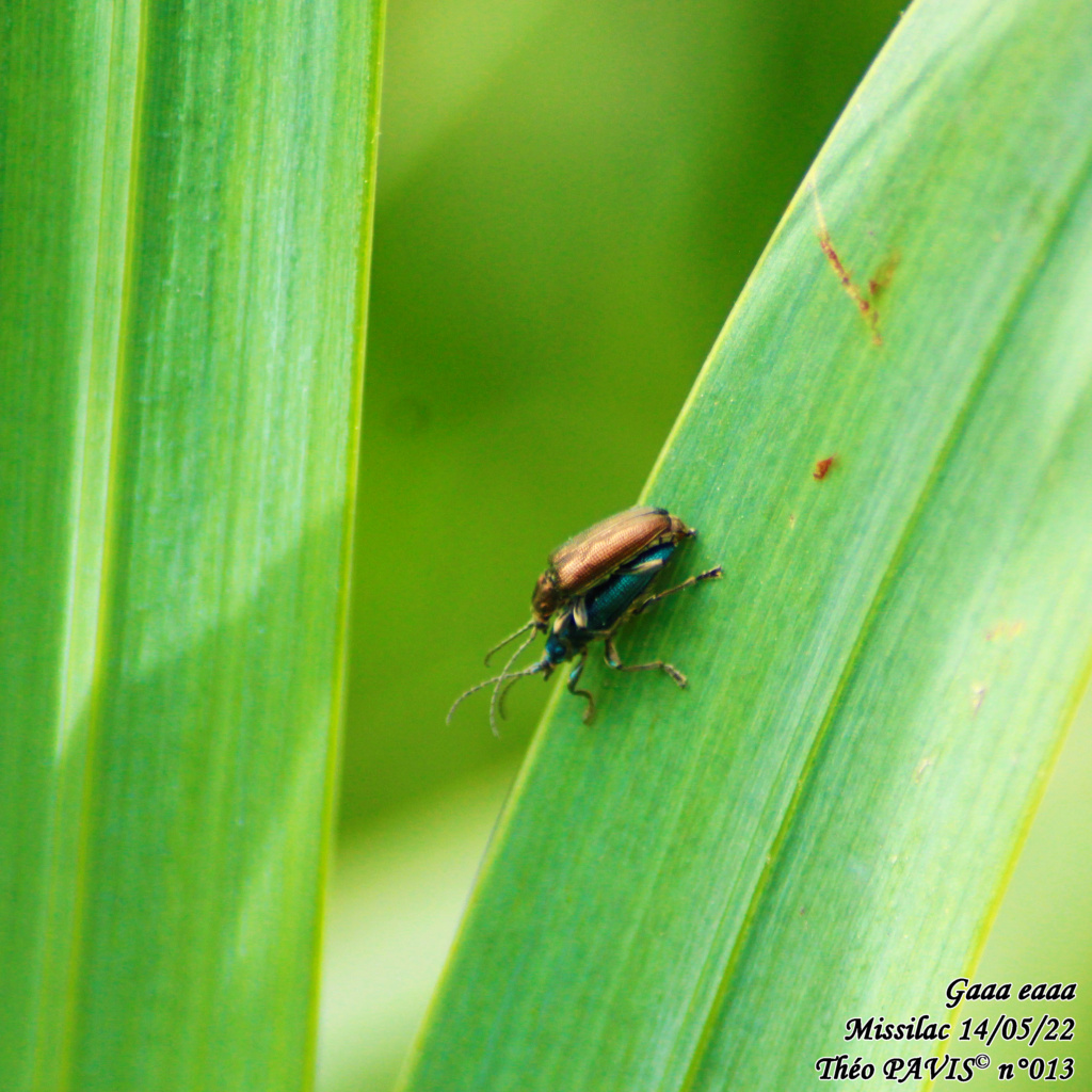 Confirmation de l'identification de plusieurs espèces Macro-22