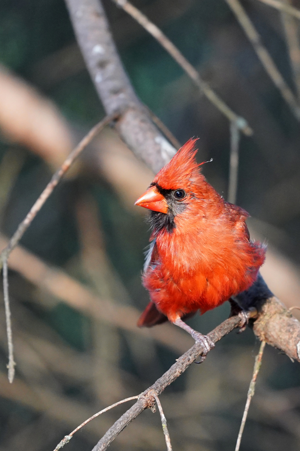 Cardinal , toujours beau à observer... 2019_023
