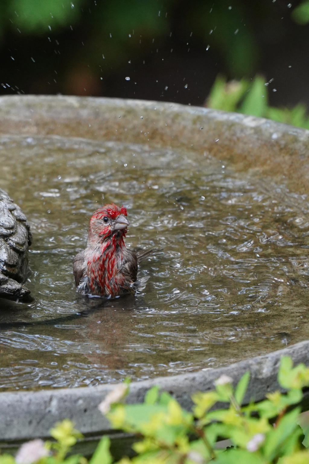 Ils ont eux chauds la semaine dernière ( Roselin et Chardonneret ) 2019_030