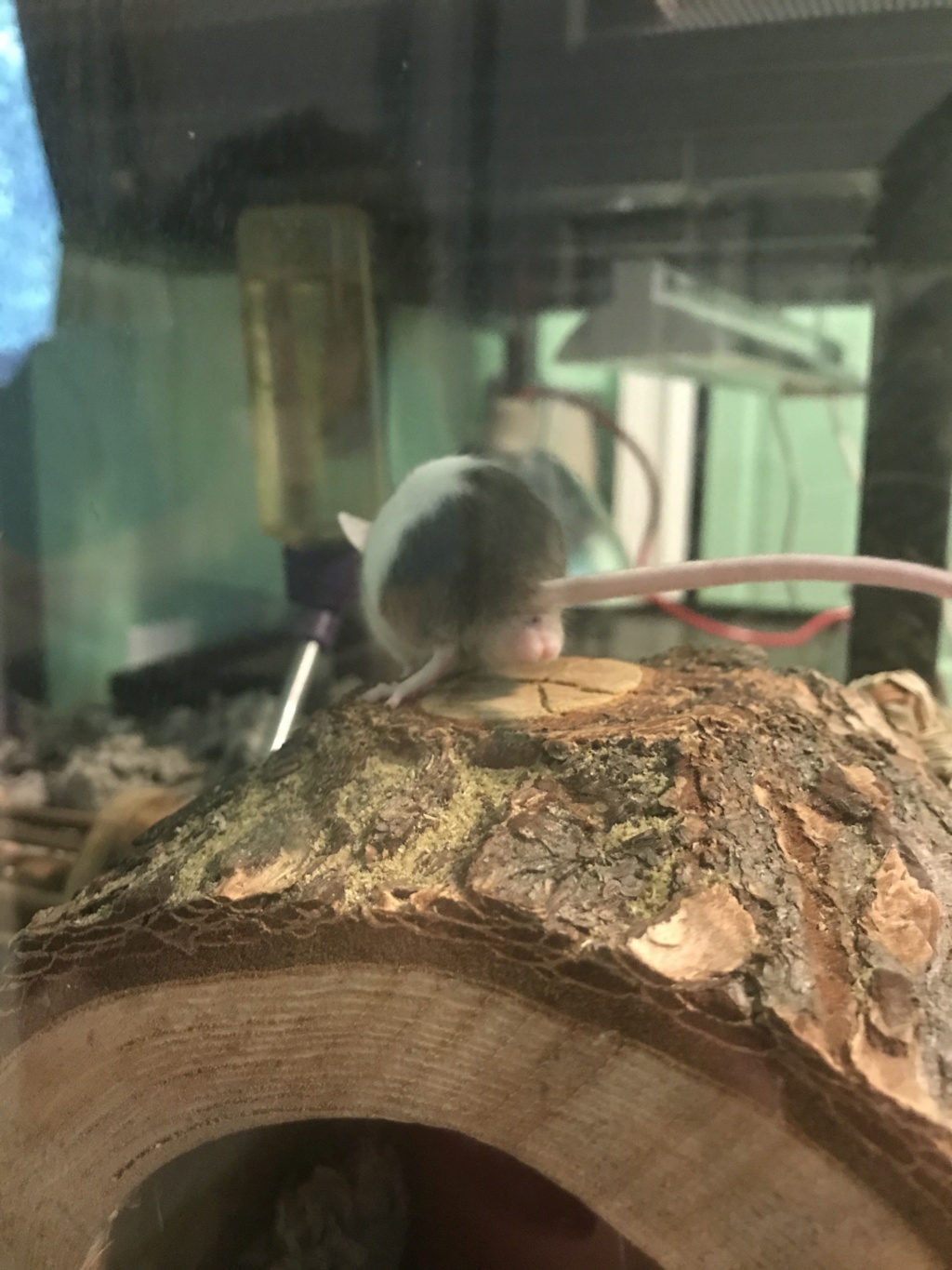 HELP! Suspicious growth/swelling of/near mouse testicles Snapch11