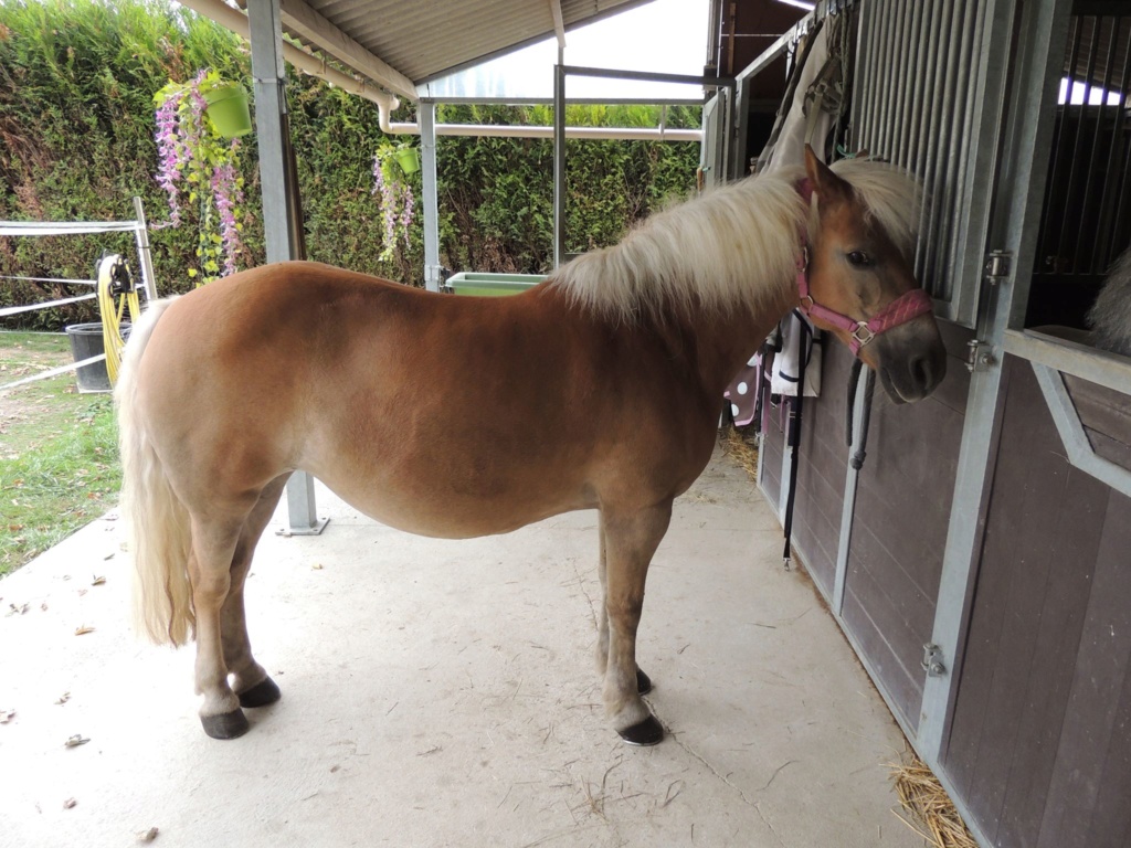 MELISSE - ONC typée Haflinger née en 2002  - adoptée en novembre 2013 par fannybis - Page 5 212