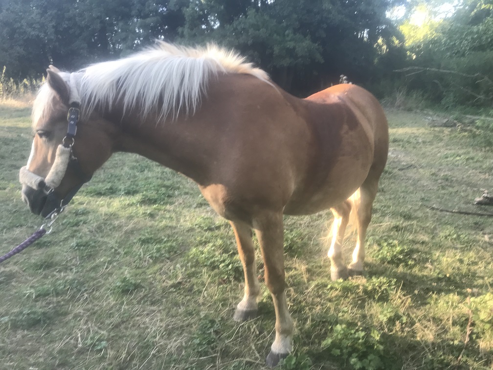 ISA ESPERANCE - poney Haflinger née en 1996 - adoptée en juillet 2017 par sonia et Olivier Isa_es18