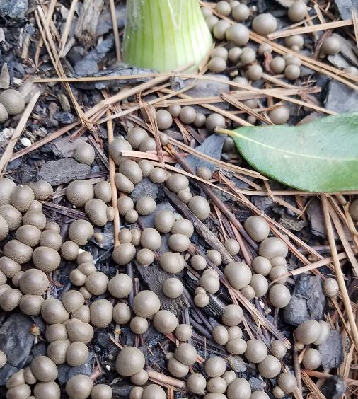 Have the aliens landed on my pine mulch? Fungus10