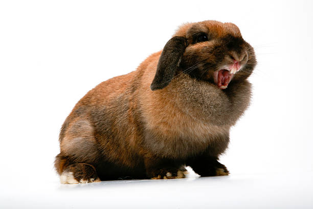 ¿Por qué mi  conejo es agresivo con otros conejos? 1407110