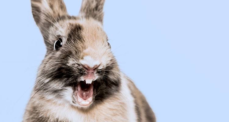 ¿Por qué mi  conejo es agresivo con otros conejos? 6fa16210