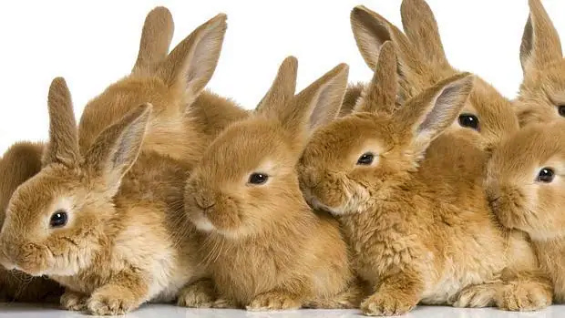 ¿Los conejos son roedores? Conejo14