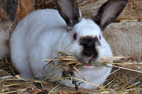 ¿Por qué mi coneja hace nido si no esta embarazada? Factor10