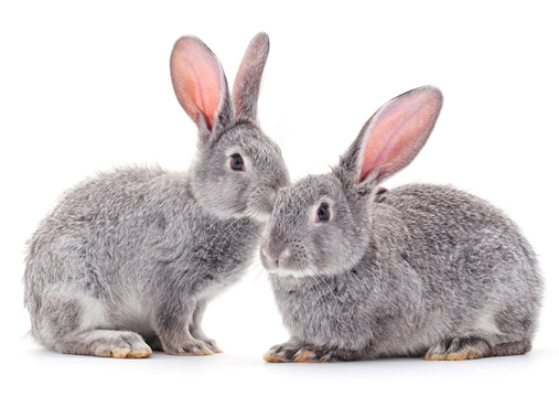 ¿Los conejos son roedores? Intro-10
