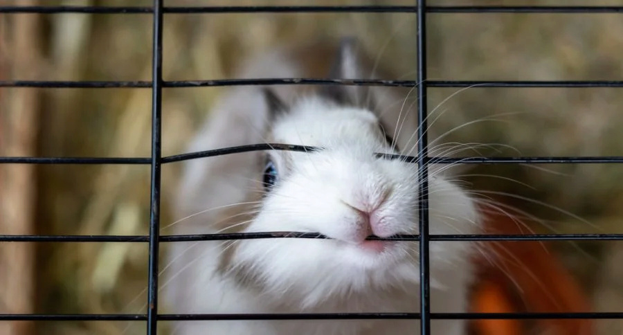 Mi conejo muerde la jaula - ¿Por qué y qué hacer? Mi-con11