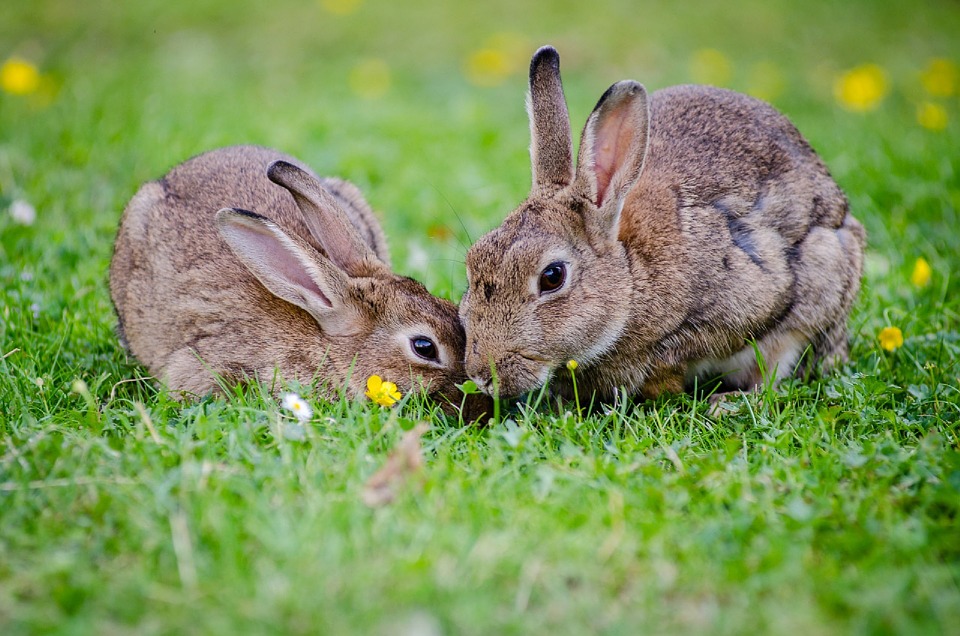 ¿Por qué mi  conejo es agresivo con otros conejos? P22-5910