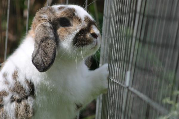 Mi conejo muerde la jaula - ¿Por qué y qué hacer? Por_qu12