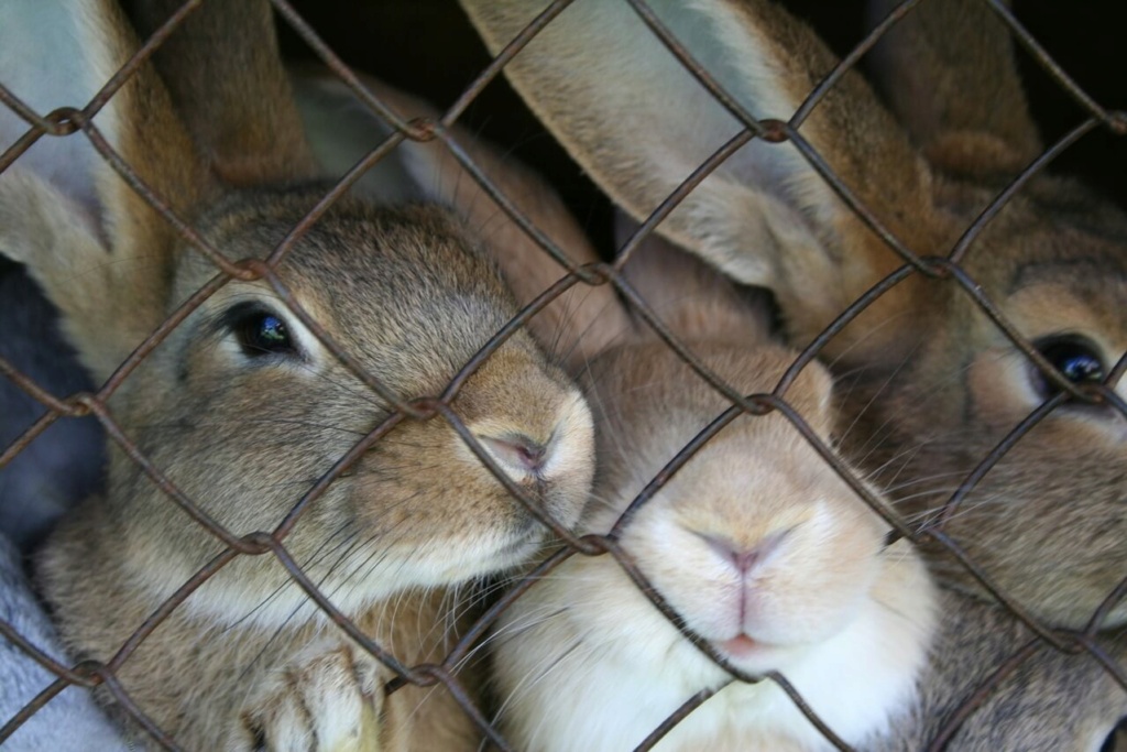 Mi conejo muerde la jaula - ¿Por qué y qué hacer? Porque10