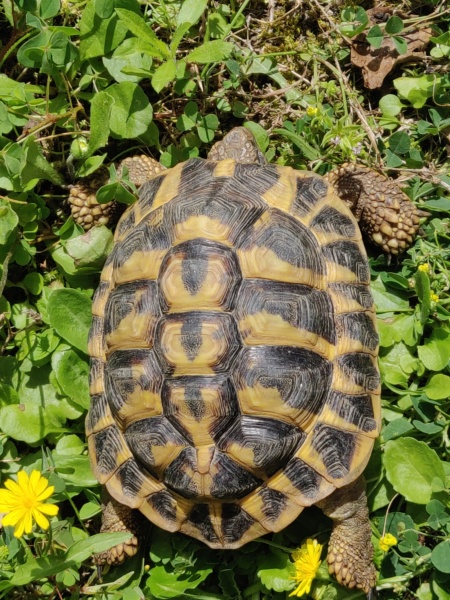 petite tortue trouvée il y à 3 ans  Img_2036