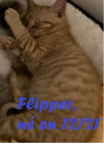 flipper, né en decembre 21 Flipp410