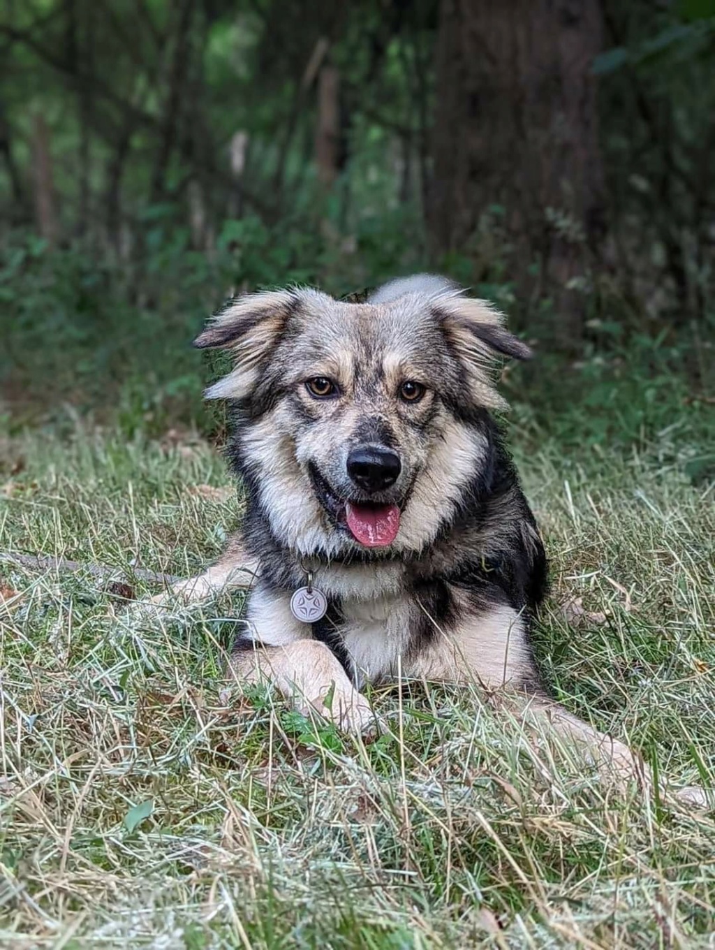 AZALEE - Chiot femelle croisée de taille moyenne à l'âge adulte - Née environ en Novembre 2021 - Refuge de Camelia - Adoptée par Julia en France  Fb_i1029