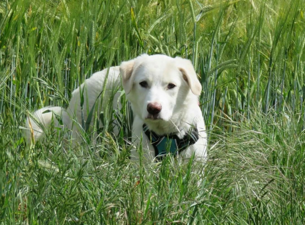 TESS (ex BLANCHE) - Chiot femelle croisée de taille moyenne à grande à l'âge adulte - Née environ en Janvier 2022 - Refuge de Mihaela - Adoptée par Élisabeth en France Fb_i1207