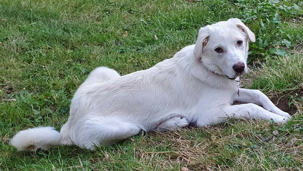 TESS (ex BLANCHE) - Chiot femelle croisée de taille moyenne à grande à l'âge adulte - Née environ en Janvier 2022 - Refuge de Mihaela - Adoptée par Élisabeth en France Fb_i1208