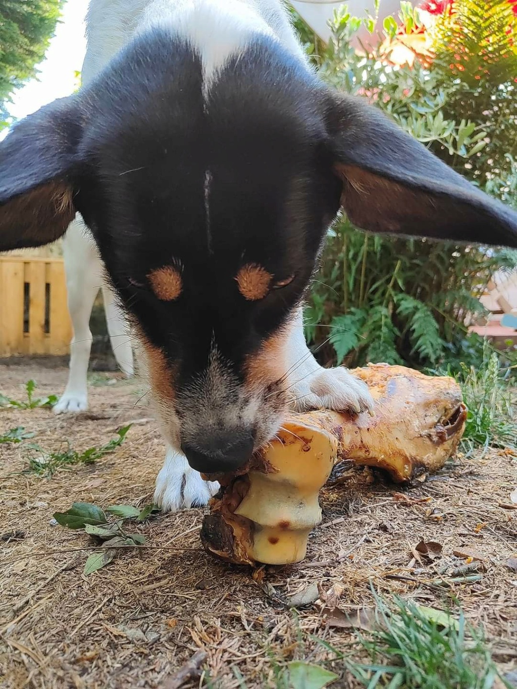 DOBBY - Chiot mâle croisé de taille petite à moyenne à l'âge adulte - Né environ en Janvier 2022 - Refuge de Monica - Adopté par Christian en France Fb_i1435