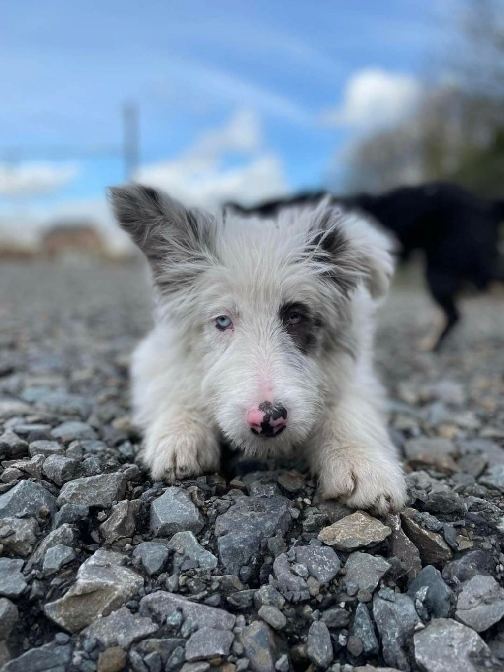 SYMBA (ex DAKAR) - Chiot mâle croisé de taille moyenne à l'âge adulte - Sourd et pratiquement aveugle - Né environ en Septembre 2021 - Adopté par Anaïs en Belgique Fb_im166