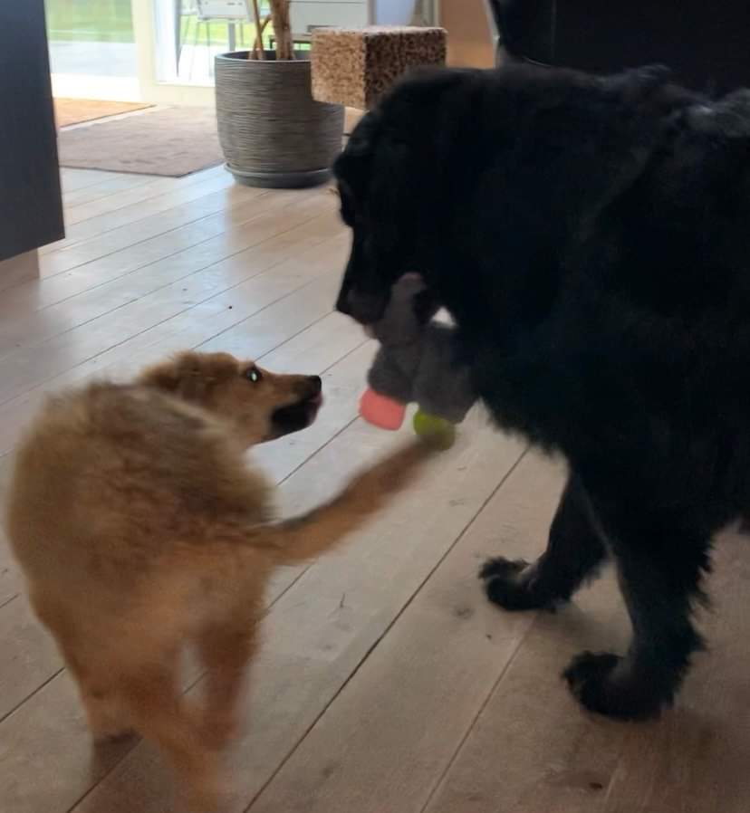 MAIA (DARLA) - Chiot femelle croisée de taille moyenne à l'âge adulte - Née environ en Décembre 2021 - Refuge de Monica - Adoptée par Claire en Belgique Rece1111