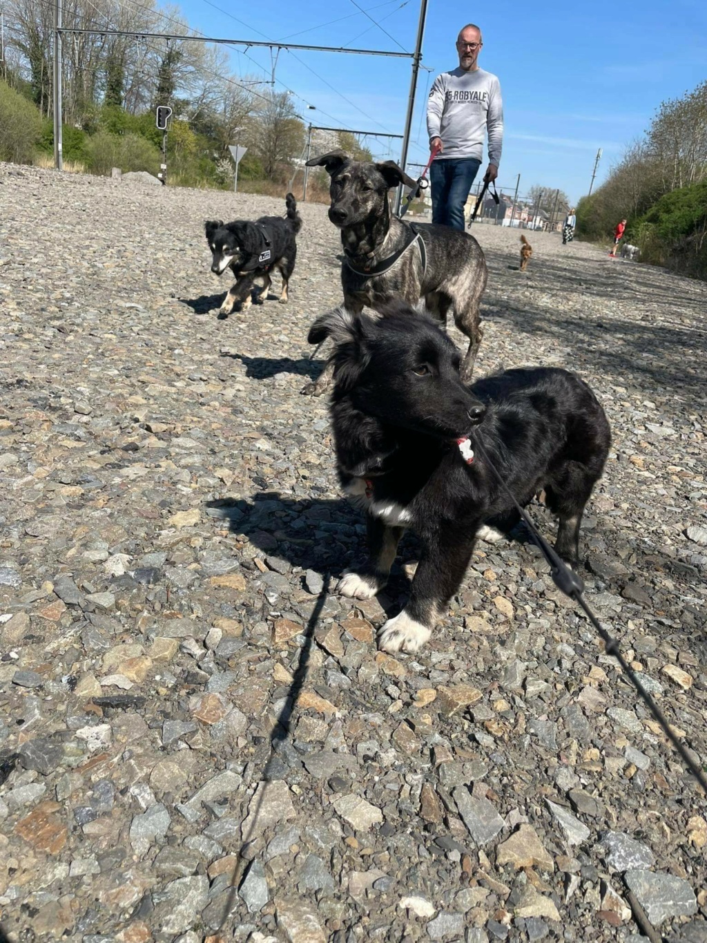 VANILLE (ex MARIE) - Chiot femelle croisée de petite taille à l'âge adulte - Née environ en Décembre 2021 - Refuge de Mihaela - Adoptée par Christine en Belgique  - Page 2 Rece1313