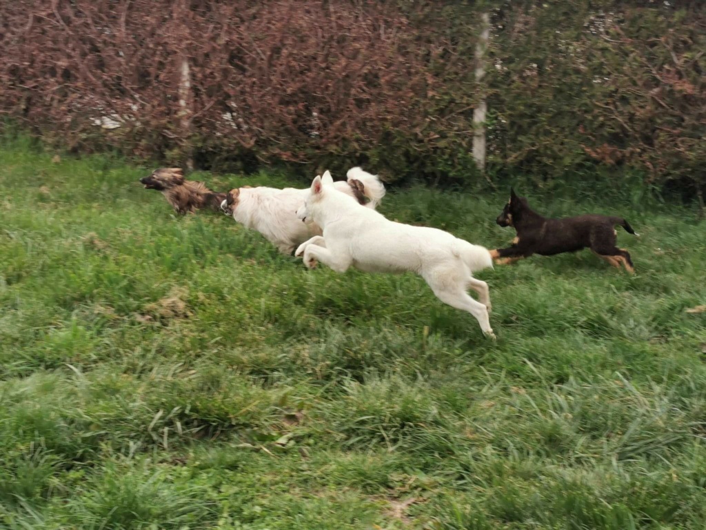 ROSCO (ex BALTO) - Chiot mâle croisé de taille moyenne à l'âge adulte - Né environ en Décembre 2021 - Refuge de Monica - Adopté par Astrid & Guillaume en France Rece1403