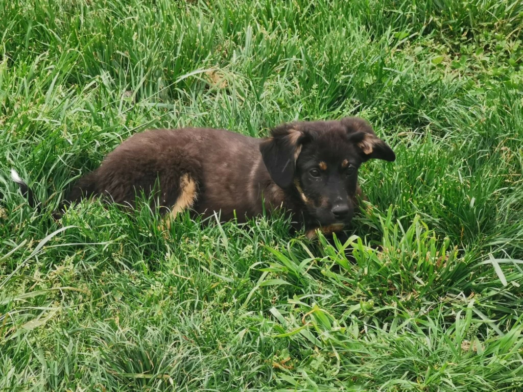 ROSCO (ex BALTO) - Chiot mâle croisé de taille moyenne à l'âge adulte - Né environ en Décembre 2021 - Refuge de Monica - Adopté par Astrid & Guillaume en France Rece1404