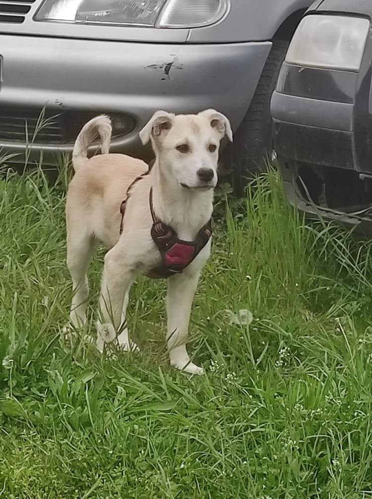 TESSA - Chiot femelle croisée de taille moyenne à l'âge adulte - Née environ en Décembre 2021 - Refuge de Monica - Adoptée par Véronique en France Rece1422