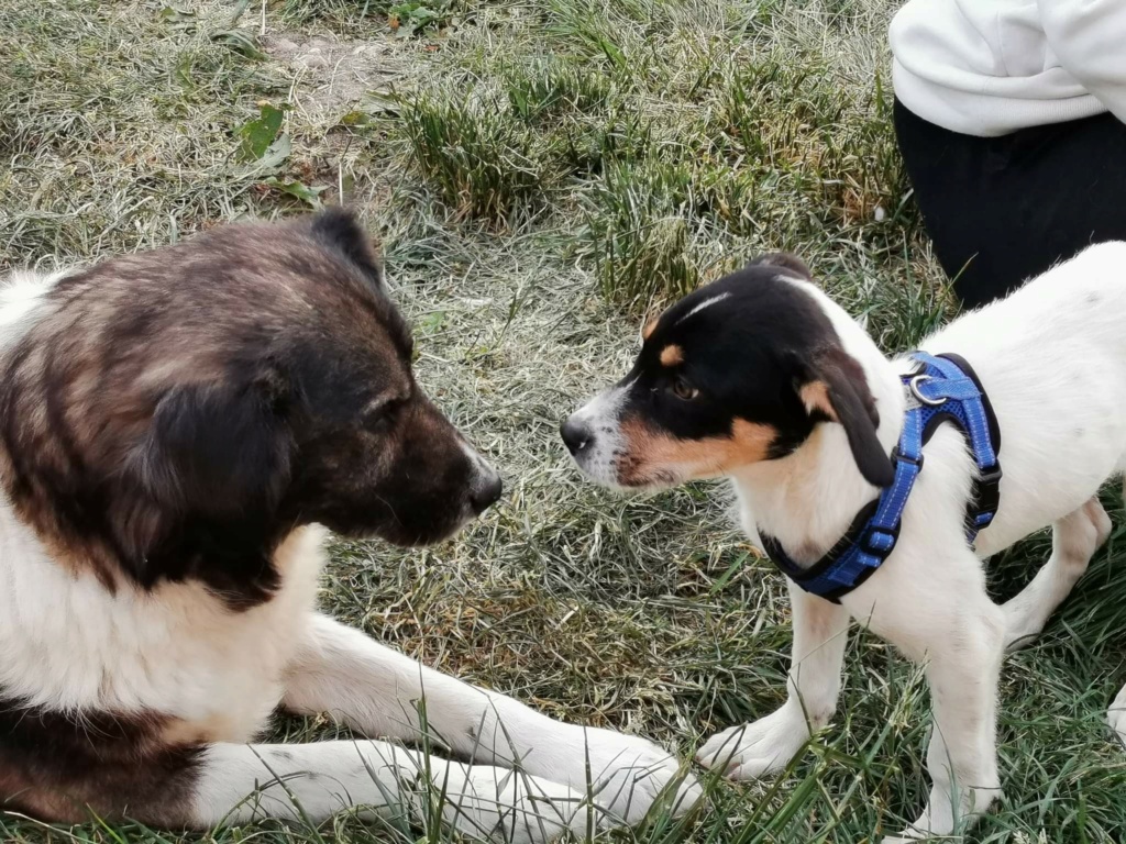 DOBBY - Chiot mâle croisé de taille petite à moyenne à l'âge adulte - Né environ en Janvier 2022 - Refuge de Monica - Adopté par Christian en France Rece1966