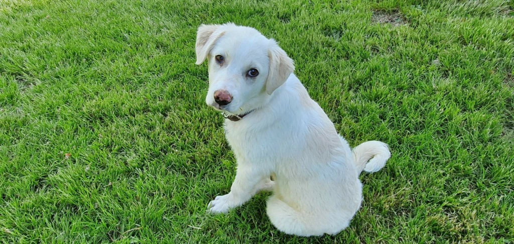 TESS (ex BLANCHE) - Chiot femelle croisée de taille moyenne à grande à l'âge adulte - Née environ en Janvier 2022 - Refuge de Mihaela - Adoptée par Élisabeth en France Rece2190