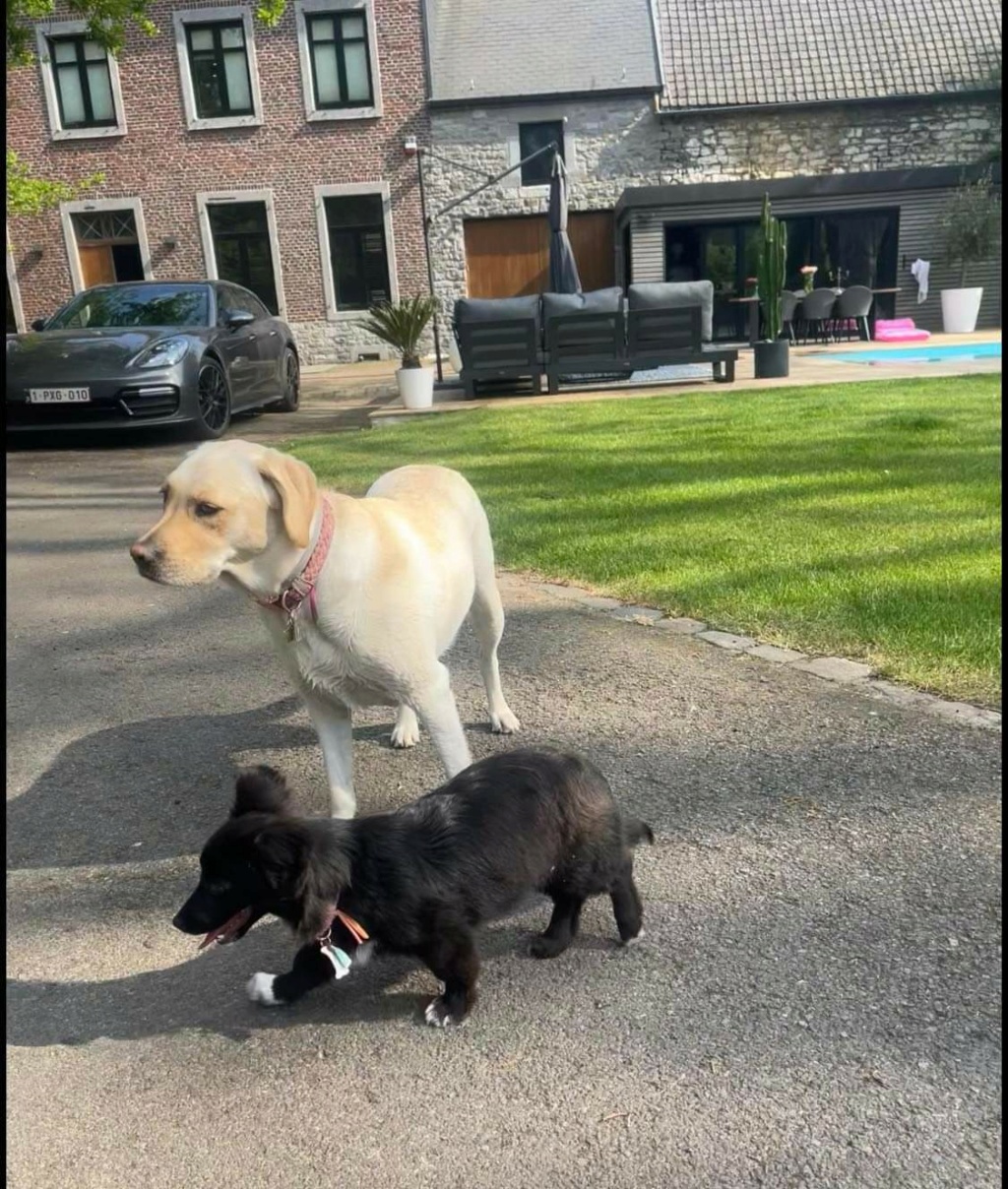 DOLLY (ex TINKLE) - Chiot Croisée de petite taille à l'âge adulte - Née environ en Décembre 2021 - Adoptée par Marie en Belgique Rece2220