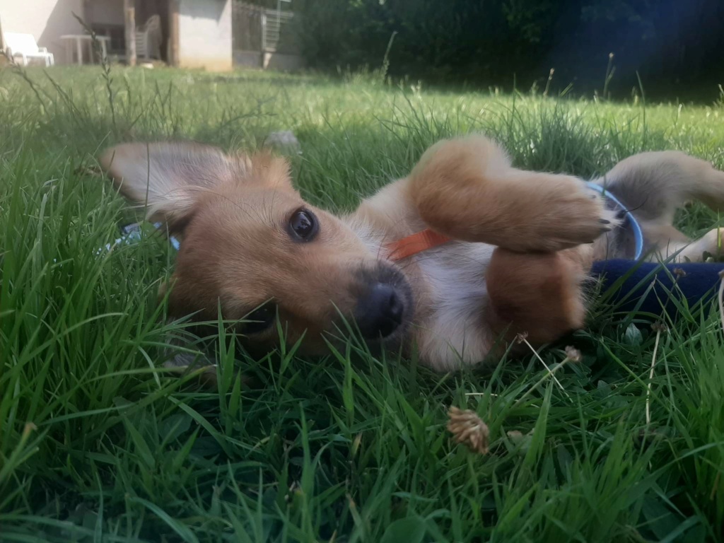 TAO (ex POPEYE) - Chiot mâle croisé de petite taille à l'âge adulte - Né environ en Février 2022- Adopté par Eva en France  Rece2797